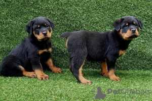 Additional photos: Rottweiler puppies Available