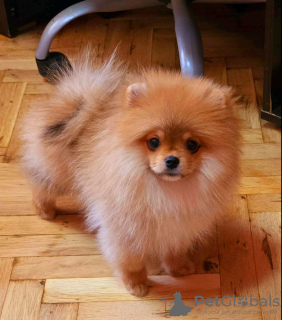 Photo №1. german spitz - for sale in the city of Belgrade | negotiated | Announcement № 110363