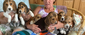 Photo №3. Healthy Beagle puppies for free adoption. Germany