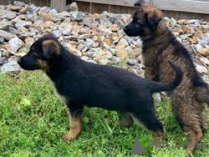 Photo №1. german shepherd - for sale in the city of Luxembourg | 1032$ | Announcement № 165450