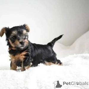 Photo №1. yorkshire terrier - for sale in the city of Budva | 568$ | Announcement № 163039