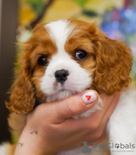 Photo №3. Cute girl Cavalier King Charles Spaniel Amelie. Germany