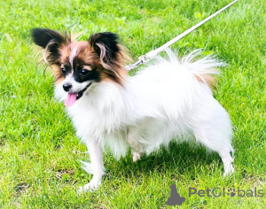 Photo №3. Papiyon, Papillon. Austria