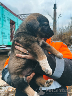 Additional photos: Baby puppies are urgently looking for a home!