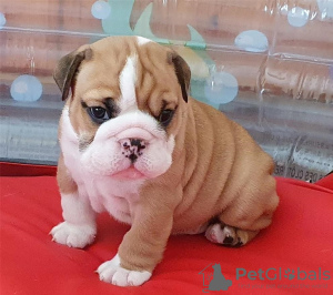 Photo №1. english bulldog - for sale in the city of Perth | 450$ | Announcement № 80053