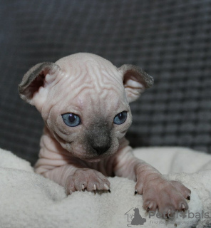 Photo №4. I will sell sphynx cat in the city of Tel Aviv. from nursery - price - 1000$