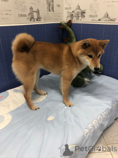 Photo №2. Hotel for animals in Russian Federation. Price - 15$. Announcement № 135193