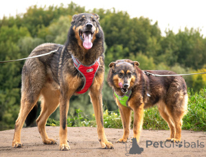 Photo №3. We are looking for a house for two inseparable hearts of Connor and Lisa. Russian Federation