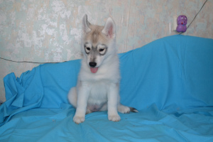 Photo №3. I will sell puppies. Russian Federation