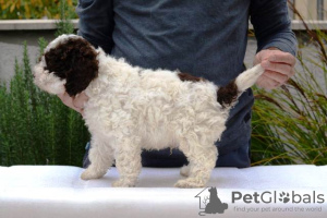 Photo №4. I will sell lagotto romagnolo in the city of Jagodina.  - price - 528$