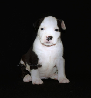 Photo №2 to announcement № 5759 for the sale of non-pedigree dogs - buy in Russian Federation private announcement, from nursery