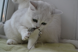 Photo №3. British Shorthair. Russian Federation