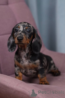 Photo №3. Adorable Merle Dachshund Puppy.. United Kingdom