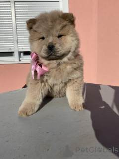 Additional photos: Chow Chow puppies