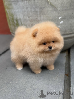 Photo №1. pomeranian - for sale in the city of Dusseldorf | negotiated | Announcement № 158013