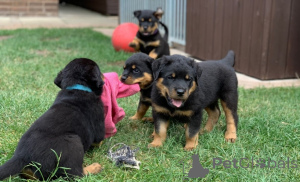 Photo №1. rottweiler - for sale in the city of Milan | negotiated | Announcement № 137335