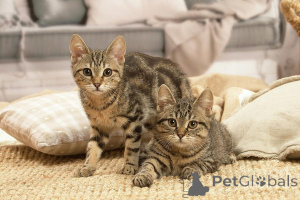 Photo №1. european shorthair - for sale in the city of Ascona | 361$ | Announcement № 169317
