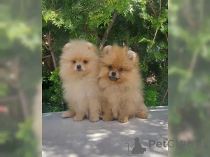 Photo №2 to announcement № 136703 for the sale of pomeranian - buy in Germany 