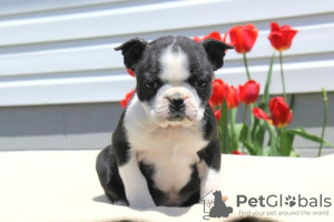 Photo №1. boston terrier - for sale in the city of Santa Rosa | Is free | Announcement № 124110