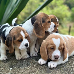 Additional photos: beagle puppies