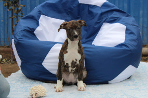 Photo №3. Puppies of the American Staffordshire Terrier. Russian Federation
