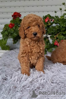 Photo №3. Toy Poodle puppies. Serbia