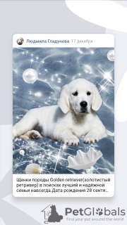 Photo №1. golden retriever - for sale in the city of Magnitogorsk | negotiated | Announcement № 7028