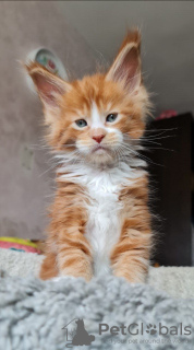 Photo №1. maine coon - for sale in the city of Queensferry | 423$ | Announcement № 125550