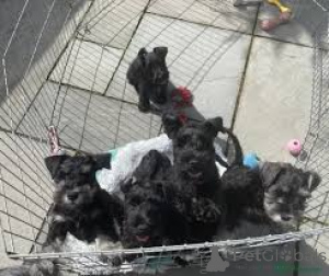 Photo №1. giant schnauzer - for sale in the city of Amsterdam | 723$ | Announcement № 160797