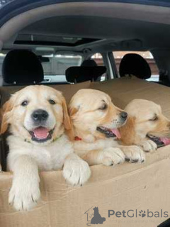 Photo №1. golden retriever - for sale in the city of Barsel | 500$ | Announcement № 174487