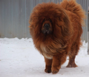 Additional photos: Tibetan mastiff. Puppies