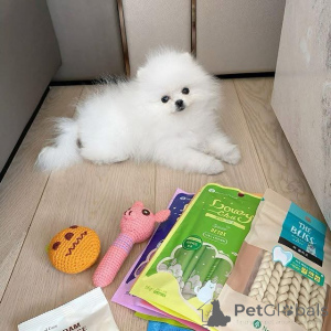 Photo №1. pomeranian - for sale in the city of Texas City | 850$ | Announcement № 176123