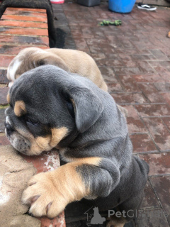 Photo №3. English Bulldog Puppies ready now. Belgium