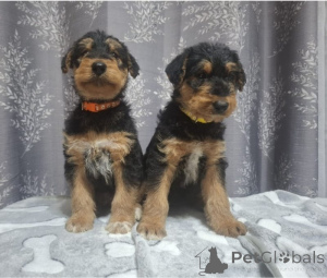 Photo №1. airedale terrier - for sale in the city of LègStrup | negotiated | Announcement № 169944