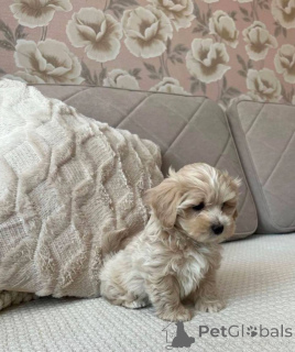 Photo №3. Maltipoo F1 in Guten Händen. Germany