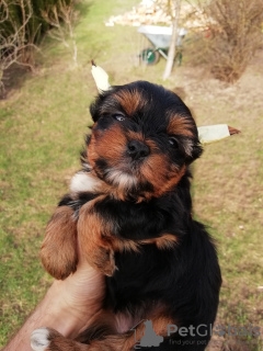 Photo №4. I will sell beaver yorkshire terrier, yorkshire terrier in the city of Daugavpils. private announcement, breeder - price - 475$