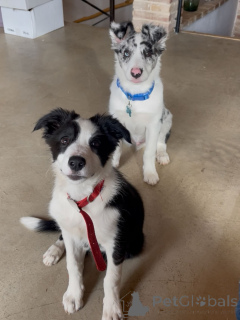 Photo №1. border collie - for sale in the city of Blankenberge | negotiated | Announcement № 171703