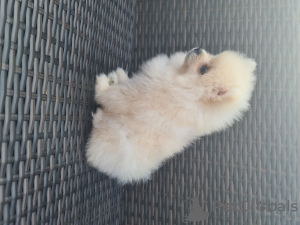Photo №4. I will sell pomeranian in the city of Калифорния Сити. private announcement - price - 1250$