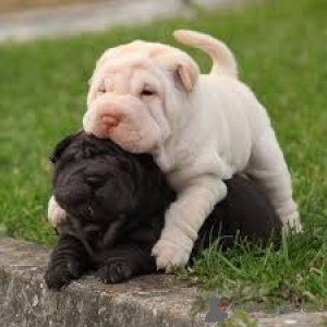 Photo №2 to announcement № 135917 for the sale of shar pei - buy in Germany 