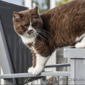 Photo №3. British shorthair. Germany