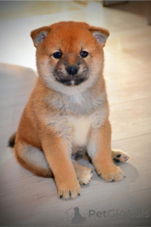 Photo №4. I will sell shiba inu in the city of Kragujevac. breeder - price - negotiated