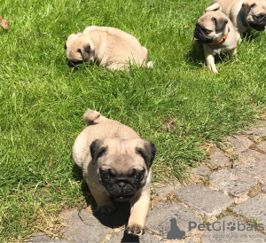 Photo №3. Cute pug puppies available for free adoption. Germany