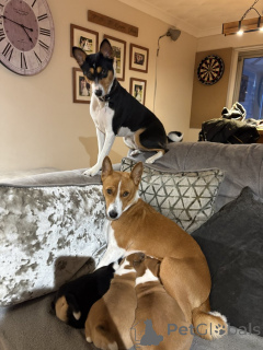 Photo №3. Basenji. Germany