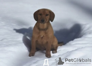 Photo №4. I will sell non-pedigree dogs in the city of Москва. private announcement - price - Is free