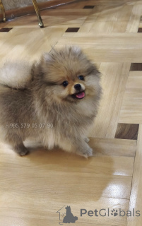 Photo №1. pomeranian - for sale in the city of Tbilisi | negotiated | Announcement № 165866