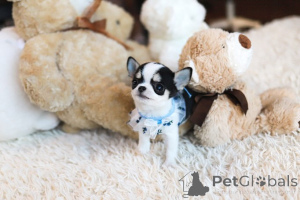 Photo №3. Dean Janet Kay puppies house. United States