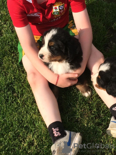 Photo №3. Cute Bernese Mountain puppies for free adoption. Germany