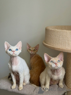 Photo №1. devon rex - for sale in the city of Berlin | negotiated | Announcement № 178111