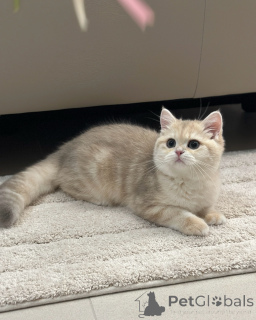 Photo №3. Fluffy Teddy-Bear British Shorthair Kittens Purebred & Healthy. Germany