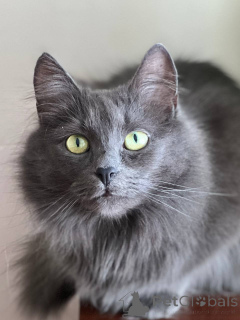 Photo №1.  - for sale in the city of Minsk | Is free | Announcement № 157487